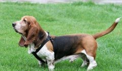 三角洲怎么购买寻血猎犬(三角洲行动寻血猎犬多少钱一只?)