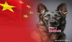 三角洲寻血猎犬技巧(再给我几个三角洲寻血猎犬的技巧)