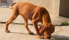 三角洲手机版寻血猎犬(推荐一款三角洲手机版寻血猎犬的游戏)