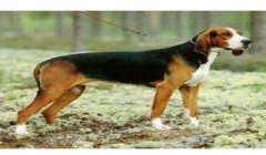 三角洲寻血猎犬什么段位都有么(三角洲寻血猎犬在哪个段位最常见?)