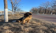 三角洲寻血猎犬怎么触发(有没有百分百触发寻血猎犬的方法)