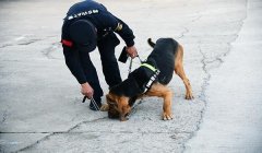 三角洲寻血猎犬有什么特征(三角洲寻血猎犬具体有哪些特征?)