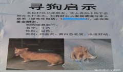 三角洲的寻血猎犬封不掉吗(有没有成功封掉寻血猎犬的案例?)