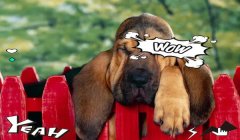 三角洲手机端有寻血猎犬吗(三角洲手机端有寻血猎犬这个角色吗?)