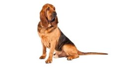 三角洲寻血猎犬什么价格(寻血猎犬多少钱一只(纯种))