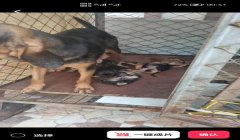 三角洲行动中寻血猎犬是什么(《三角洲行动》中的寻血猎犬长什么样?)