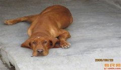 寻血猎犬使用教程三角洲(给我详细的寻血猎犬使用三角洲的教程)