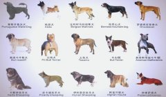 三角洲寻血猎犬为什么不封号啊(有没有办法让寻血猎犬一定封号?)