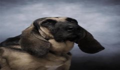 三角洲怎么开启寻血猎犬(三角洲行动寻血猎犬开启条件是什么?)