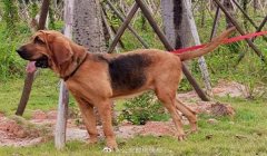 三角洲寻血猎犬下载链接(三角洲寻血猎犬下载地址(最新))