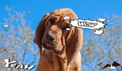 寻血猎犬三角洲是怎么找的(三角洲行动里寻血猎犬怎么找?)