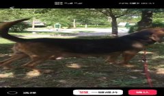 三角洲遇到寻血猎犬怎么举报(遇到寻血猎犬应该向哪个部门举报?)