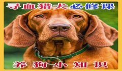 三角洲行动寻血猎犬第一视角(三角洲行动寻血猎犬第一视角怎么玩)