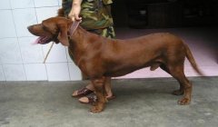 三角洲寻血猎犬背包里的能看到吗(三角洲寻血猎犬背包具体能装什么?)