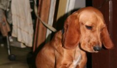 三角洲寻血猎犬打死有补偿吗(三角洲寻血猎犬打死有奖励吗?)