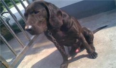 三角洲普通地图有寻血猎犬吗(三角洲地图寻血猎犬一定存在吗?)