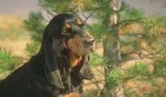 寻血猎犬在三角洲怎么获得(告诉我一个100%获得寻血猎犬的方法)