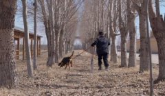 三角洲哪里能买到寻血猎犬(三角洲寻血猎犬哪里卖得正宗?)