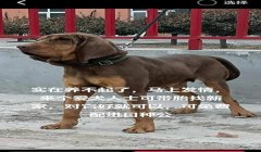 如何在三角洲里面开寻血猎犬(在《三角洲行动》里怎么用寻血猎犬?)
