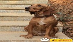 三角洲寻血猎犬解决了吗(官方什么时候解决寻血猎犬问题?)