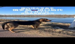 三角洲行动寻血猎犬怎么使用(《三角洲行动》寻血猎犬的最佳搭配是什么?)