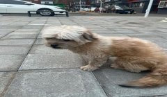 三角洲遇到寻血猎犬丢包有用吗(使用丢包能完全避开寻血猎犬吗?)