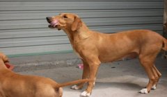 三角洲寻血猎犬什么意思(三角洲寻血猎犬是真实存在的吗?)