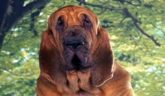 寻血猎犬三角洲在哪张地图(寻血猎犬在三角洲哪张图最好抓?)