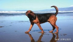 三角洲遇上寻血猎犬怎么办(有没有成功避开寻血猎犬的方法?)