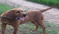 三角洲行动寻血猎犬在哪买(告诉我三角洲行动寻血猎犬的购买链接)