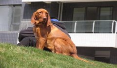 三角洲寻血猎犬最新版本下载(三角洲寻血猎犬最新版本多少钱?)