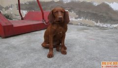 三角洲行动寻血猎犬直装教程(三角洲行动寻血猎犬直装详细教程)
