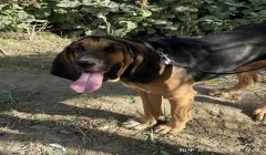 三角洲寻血猎犬如何下载(提供三角洲寻血猎犬的下载链接)