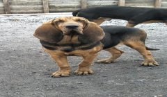 三角洲寻血猎犬视角怎么搞(三角洲寻血猎犬视角的代码是多少?)