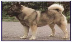 三角洲怎么获得寻血猎犬(三角洲行动寻血猎犬多少钱一只?)