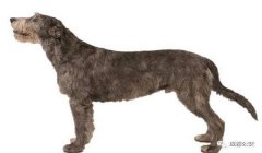 三角洲什么时候处理寻血猎犬(三角洲行动寻血猎犬什么时候修复)