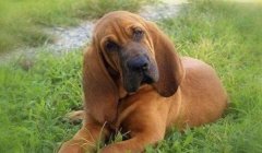 寻血猎犬三角洲怎么举报(寻血猎犬三角洲举报电话是多少?)