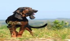 三角洲寻血猎犬真的存在么(现实中有没有寻血猎犬这种狗?)