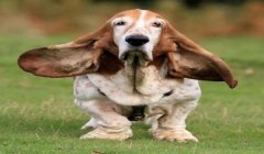 三角洲寻血猎犬怎么下载(三角洲寻血猎犬哪个版本可以下载?)