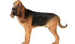 三角洲行动怎么识别寻血猎犬(有没有《三角洲行动》寻血猎犬的图片?)