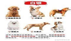 三角洲寻血猎犬标准配置(给我一份完整的三角洲寻血猎犬配置)