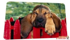 三角洲寻血猎犬辅助器使用方法(三角洲寻血猎犬辅助器使用视频教程)