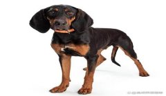 三角洲寻血猎犬免费下载手机(三角洲寻血猎犬下载链接有吗?)