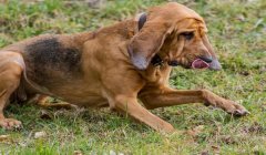 三角洲寻血猎犬怎么玩什么意思(三角洲寻血猎犬怎么玩才厉害?)