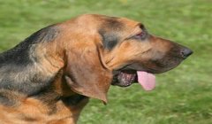 三角洲寻血猎犬如何开(寻血猎犬在三角洲行动怎么开?)